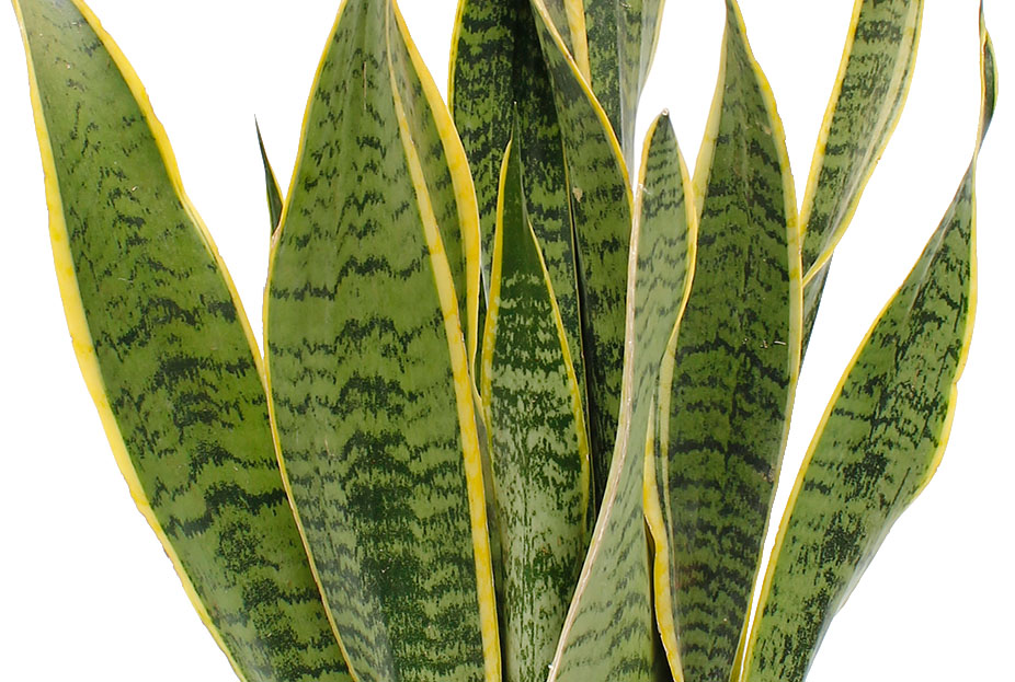 Sansevieria Laurentii Sansevieria Laurentii