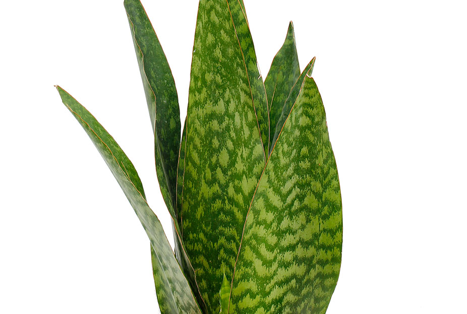 Sansevieria Masiona Sansevieria Masiona