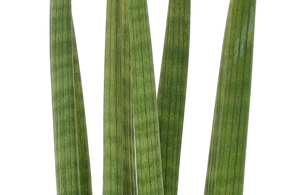 Sansevieria Straight Sansevieria Straight
