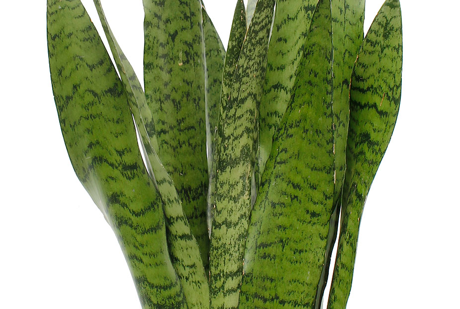 Sansevieria Zeylanica Sansevieria Zeylanica