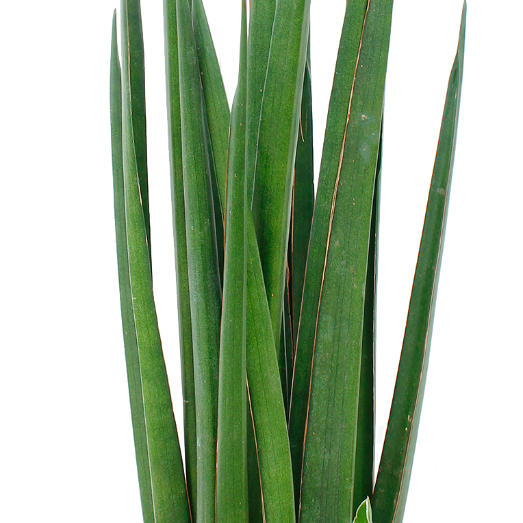 Sansevieria voor een zonnige plek kopen