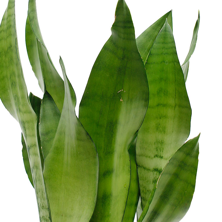 Sansevieria grond langer droog kopen Sansevieria grond langer droog kopen