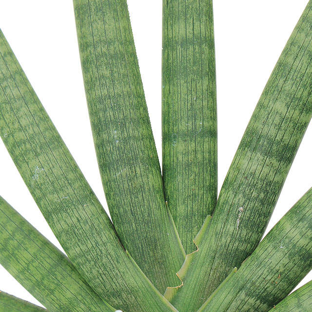 Sansevieria Cylindrica kopen