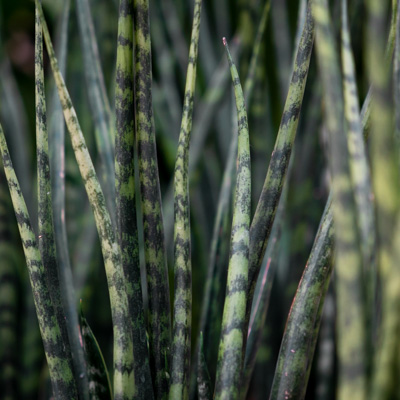 Sansevieria Fernwood