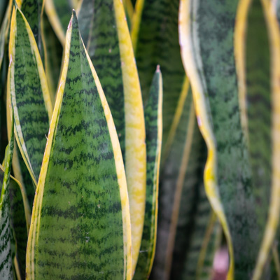 Sansevieria Laurentii kopen