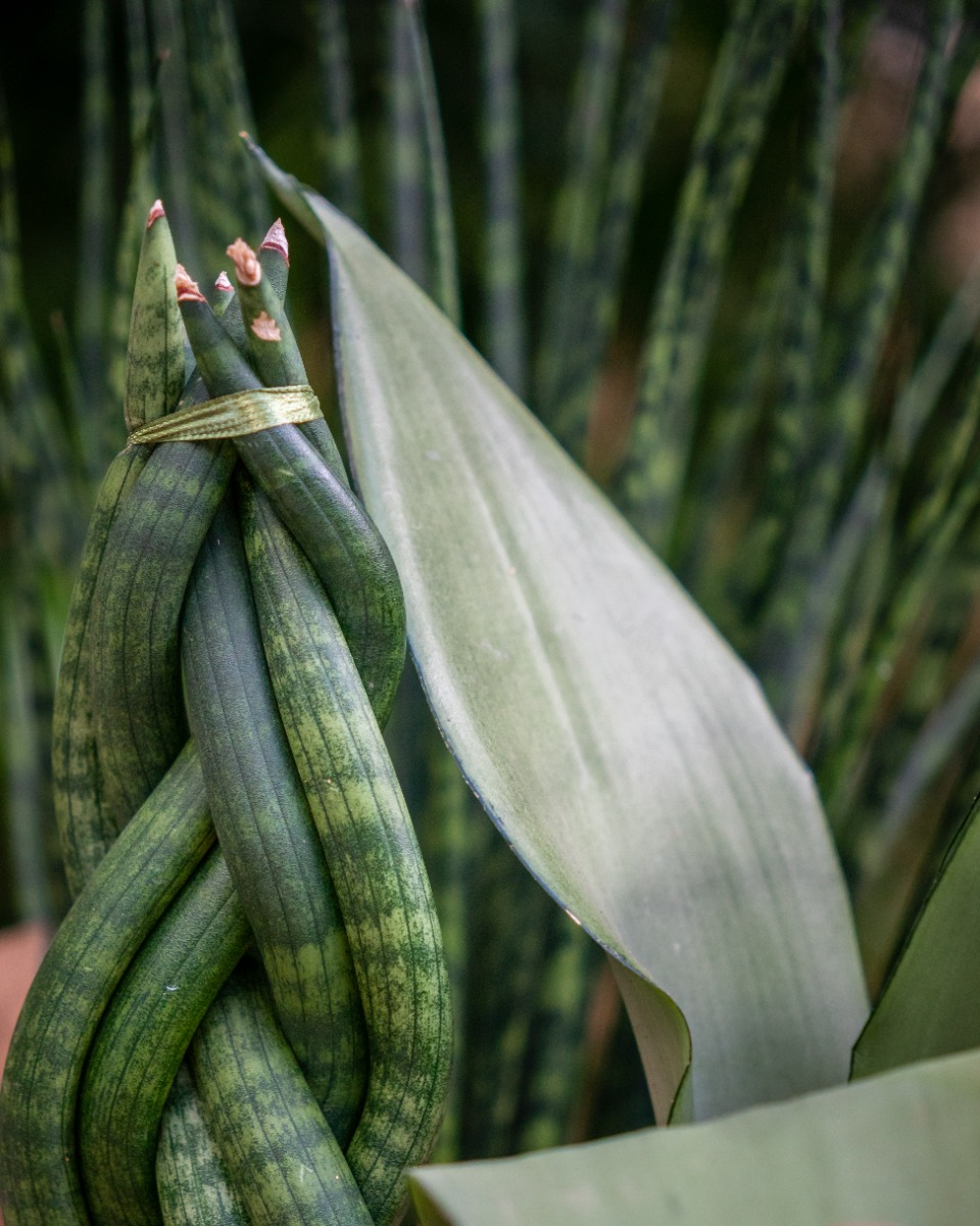 Sterke Sansevieria kopen