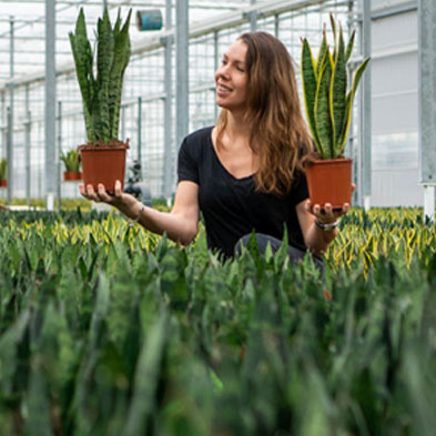 Sansevieria succulent kopen