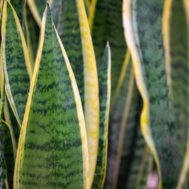 Sansevieria voor een zonnige plek kopen