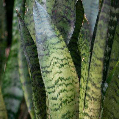 Sansevieria Zeylanica kopen