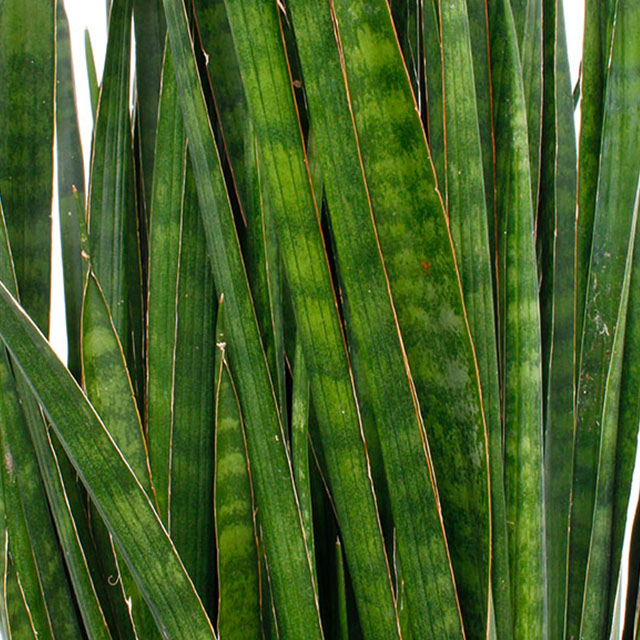 Sansevieria Kirkii