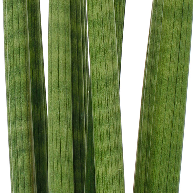 Sansevieria Straight