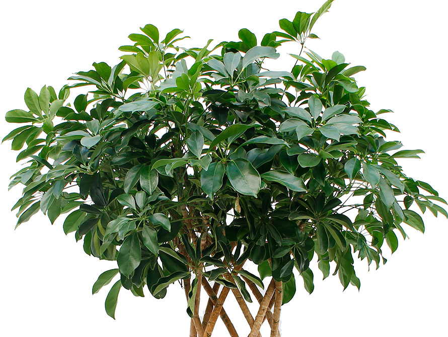Schefflera Compacta Schefflera Compacta