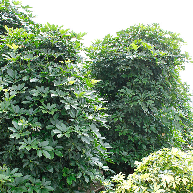 Schefflera kopen