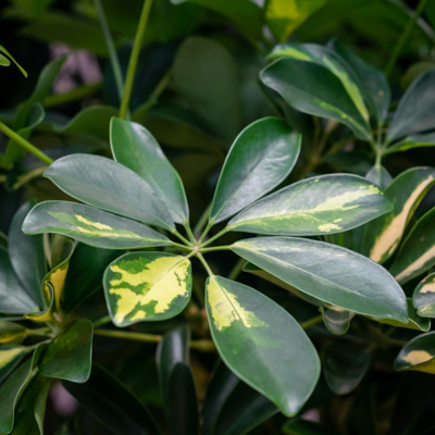 Schefflera kopen