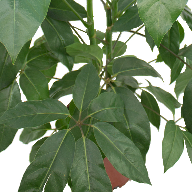 Schefflera Amate Schefflera Amate
