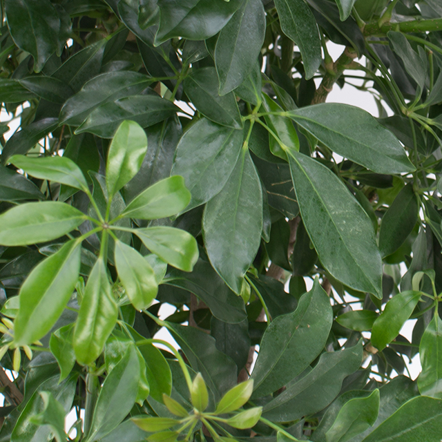 Schefflera Arboricola Schefflera Arboricola