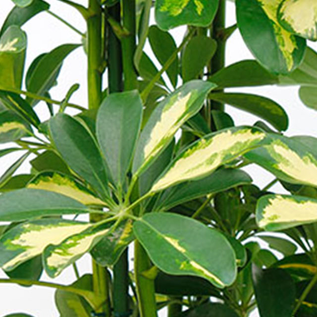 Schefflera Gold Capella Schefflera Gold Capella