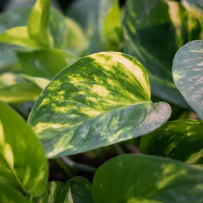 Christendom Triatleet Suradam Scindapsus (Epipremnum) kopen? - 123planten.nl