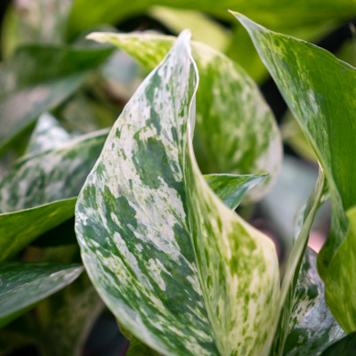 Ministerie De andere dag theater Scindapsus (Epipremnum) kopen? - 123planten.nl