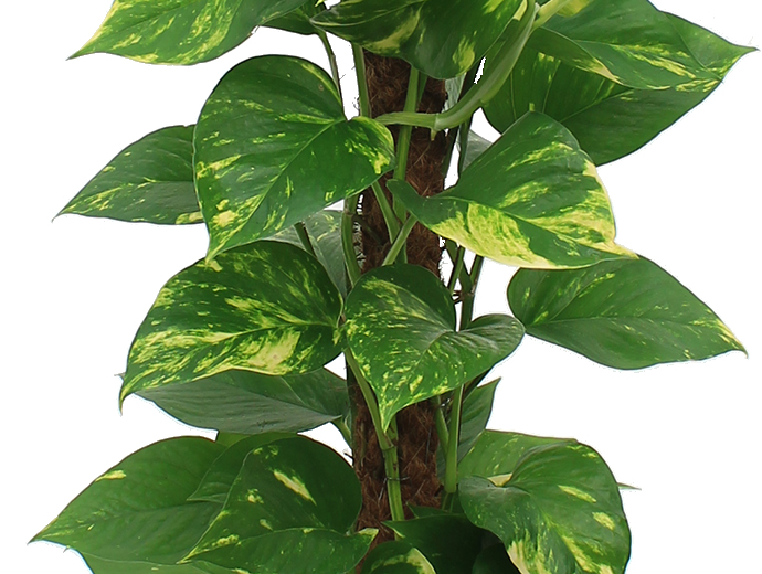 Scindapsus Aureum Scindapsus Aureum