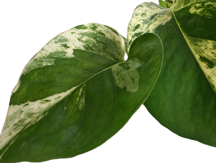 Epipremnum Marble Queen Epipremnum Marble Queen