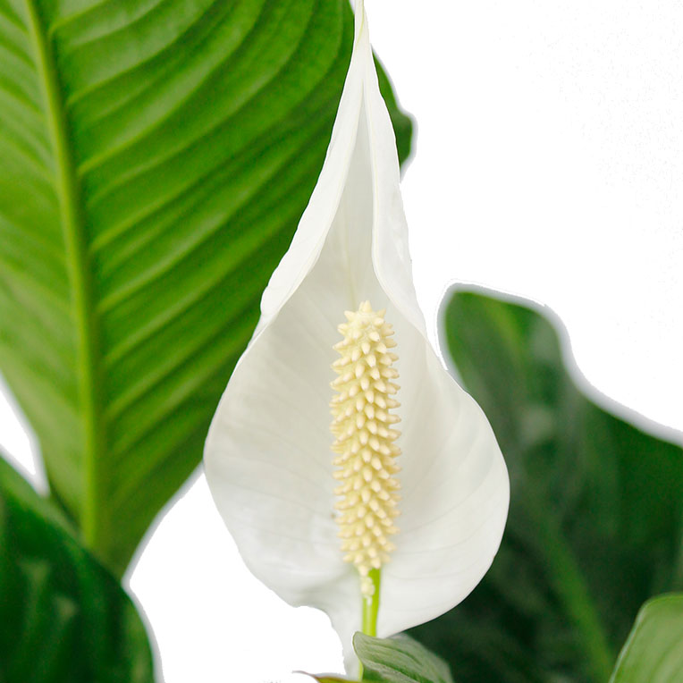 Spathiphyllum hydrocultuur kopen