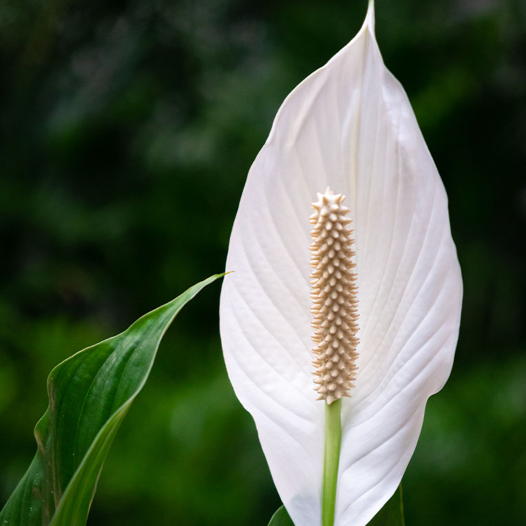 Bloeiende Spathiphyllum kopen