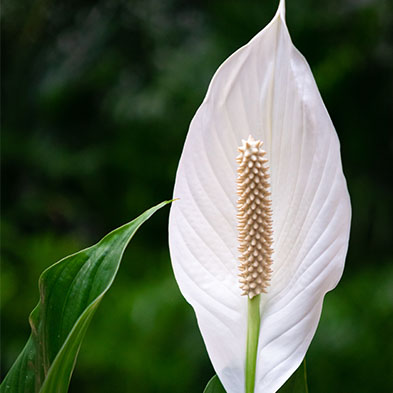 Luchtzuiverende Spathiphyllum kopen