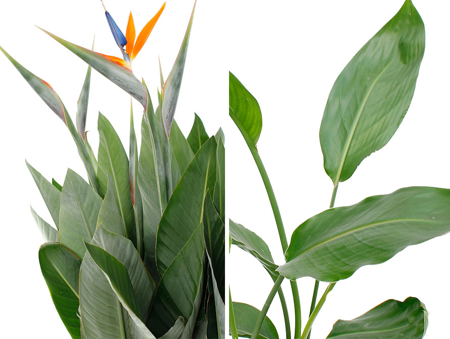 Strelitzia Reginea Strelitzia Reginea
