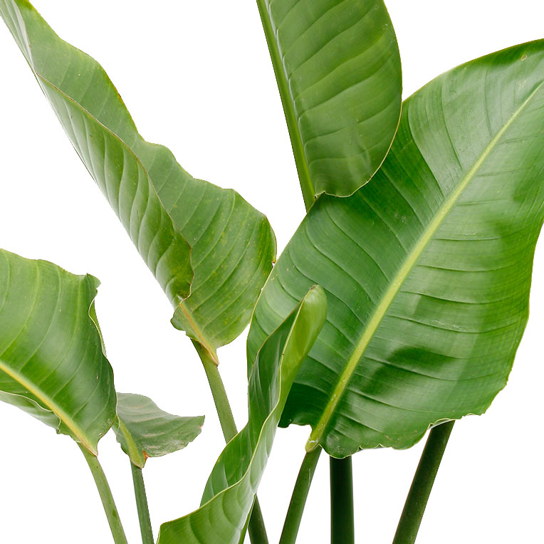Strelitzia hydrocultuur kopen