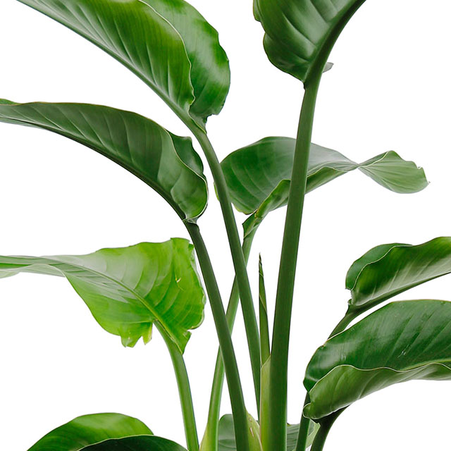 Strelitzia Nicolai kopen