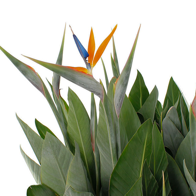 Strelitzia Reginae kopen