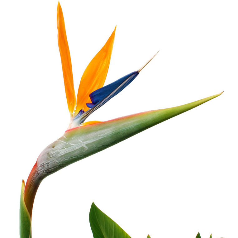 Strelitzia voor een zonnige plek kopen