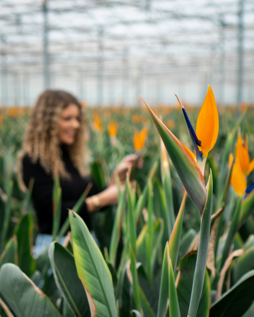 Grote Strelitzia kopen