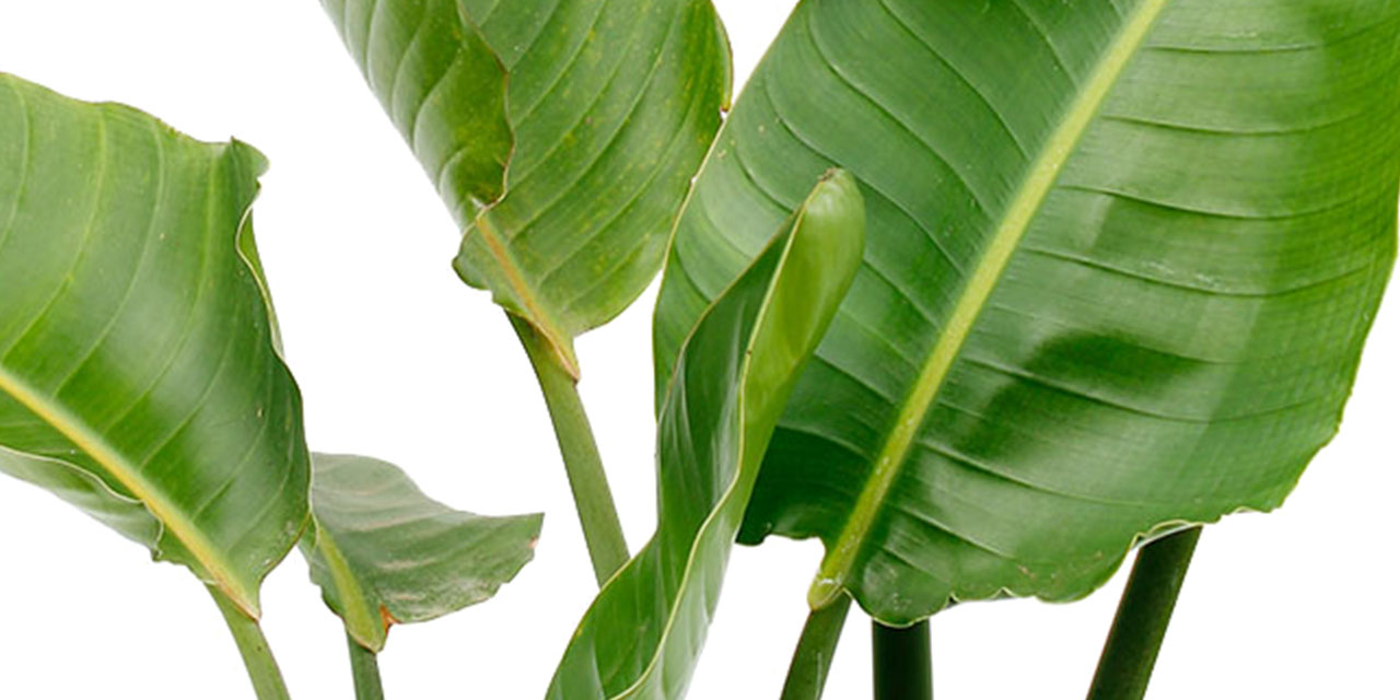strelitzia nicolai kopen strelitzia reginae kopen 123planten nl strelitzia nicolai kopen strelitzia reginae kopen 123planten nl