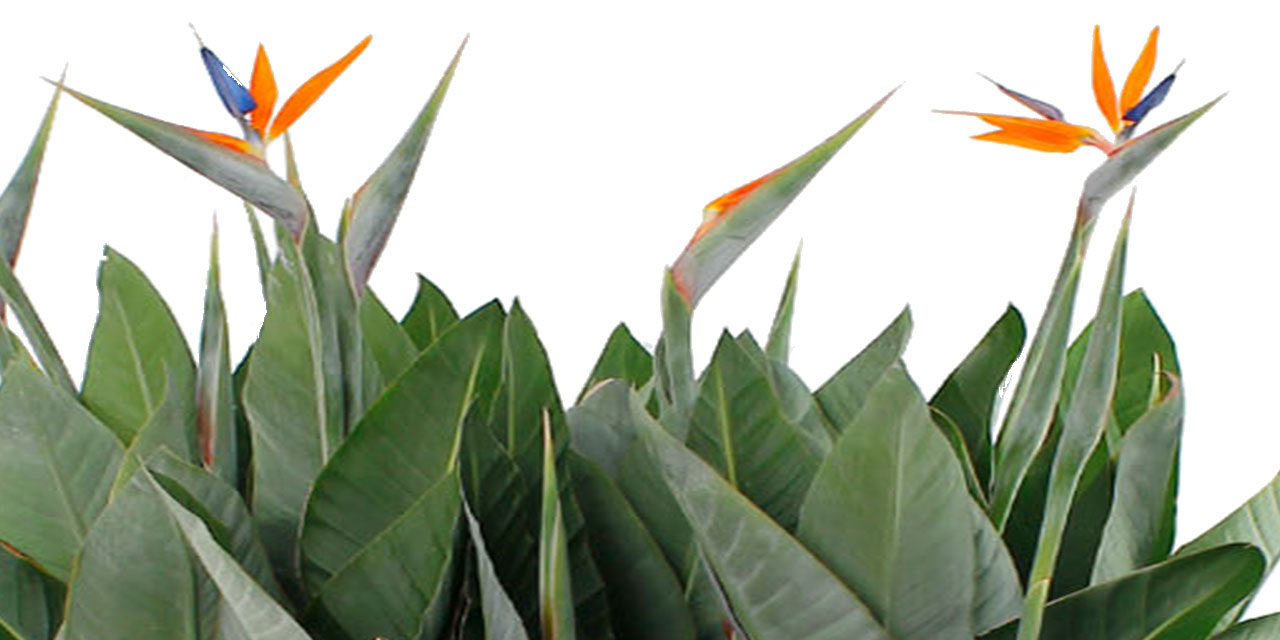 strelitzia nicolai kopen strelitzia nicolai kopen 123planten nl strelitzia nicolai kopen strelitzia nicolai kopen 123planten nl