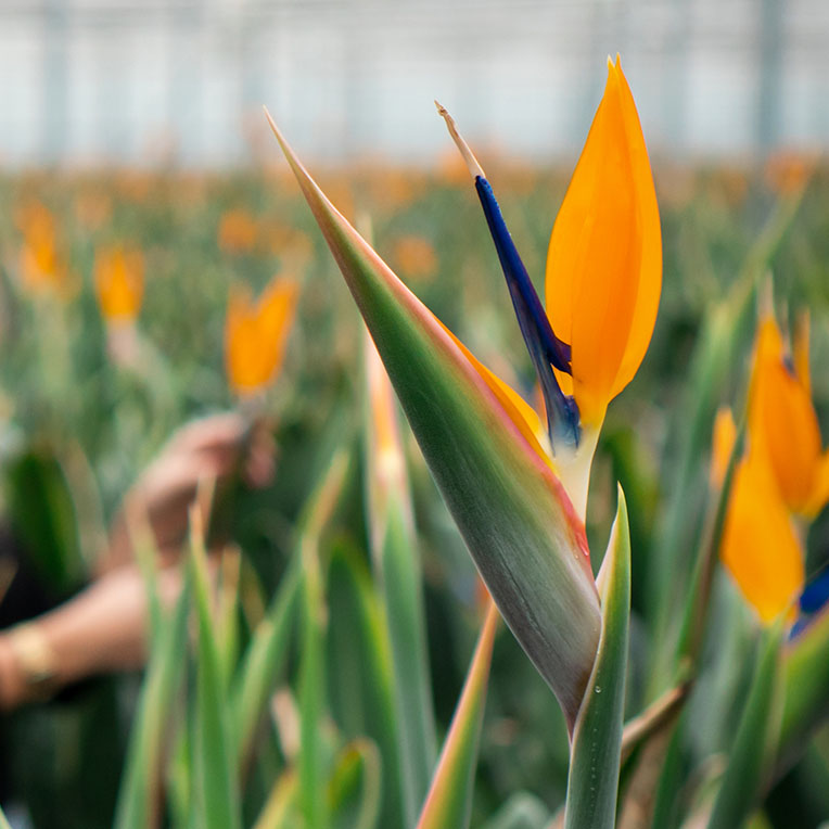 Bloeiende Strelitzia kopen 