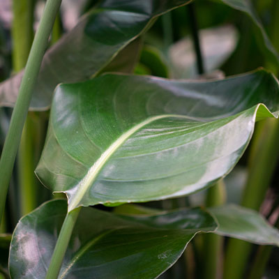 Strelitzia Nicolai kopen