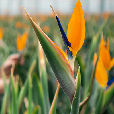 Strelitzia Reginae kopen