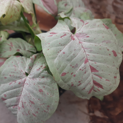 Syngonium Confetti