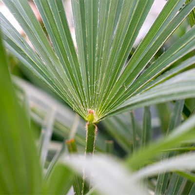 Trachycarpus kopen 