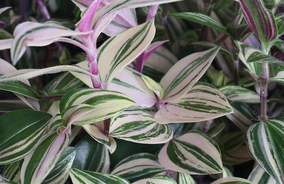 Tradescantia Quadricolor blad