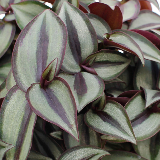 Tradescantia kopen