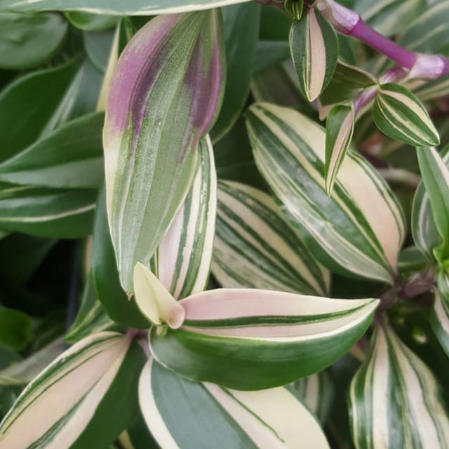 Tradescantia Quadricolor