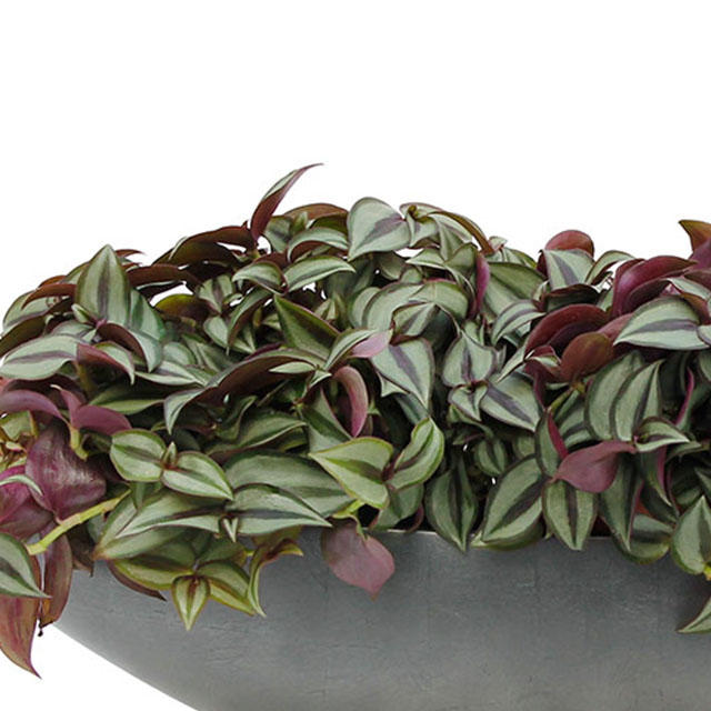 Tradescantia Zebrina kopen