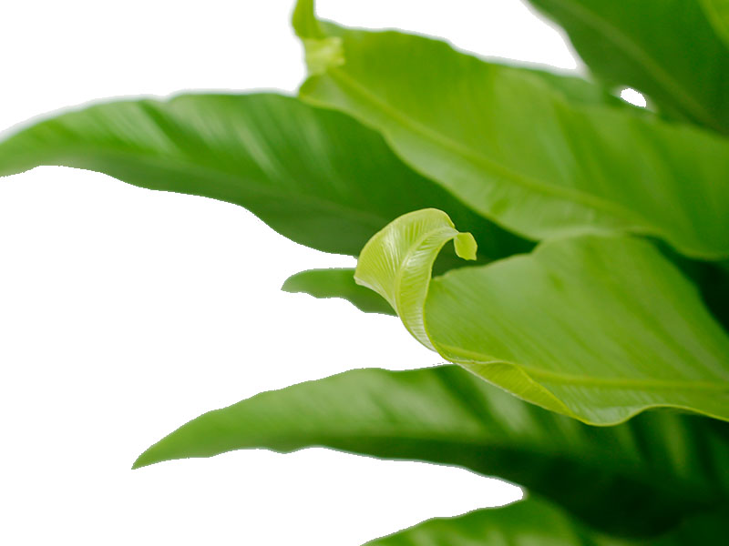 Varen soort Asplenium kopen Varen soort Asplenium kopen