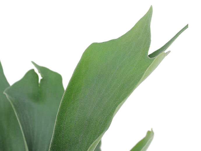 Varen Platycerium Varen Platycerium