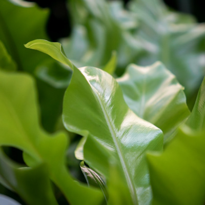 Varen Asplenium