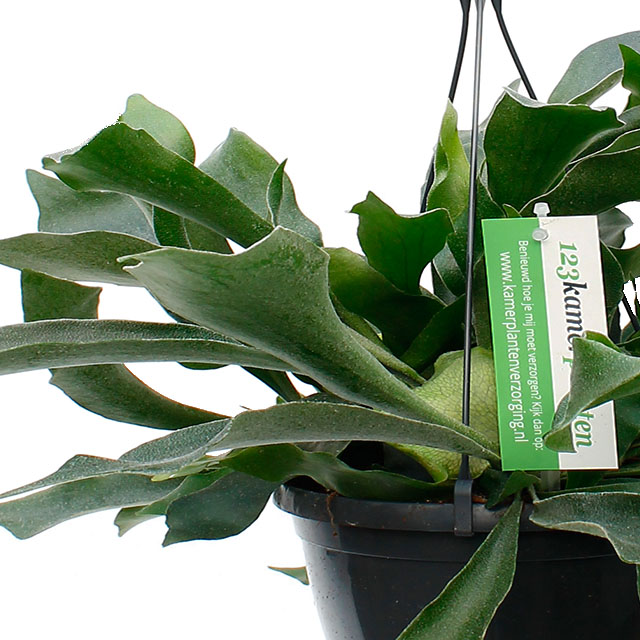 Platycerium varen kopen