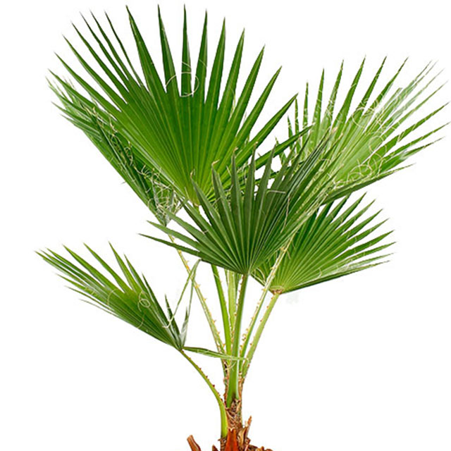 Washingtonia kopen?